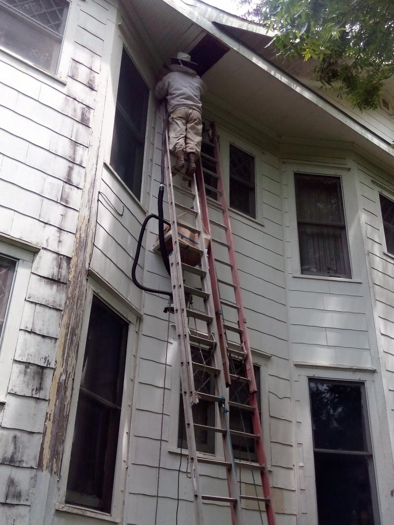 Bee Hive Removal